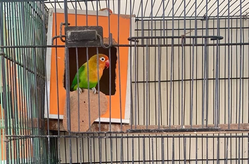 Beautiful Parrots AND Cages 1.5*2ft size available 0