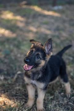 Garman shepherd puppies for sale 03287576736 call wahtasp