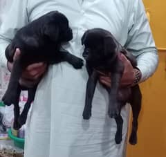 Pug Dogs for sale in pair