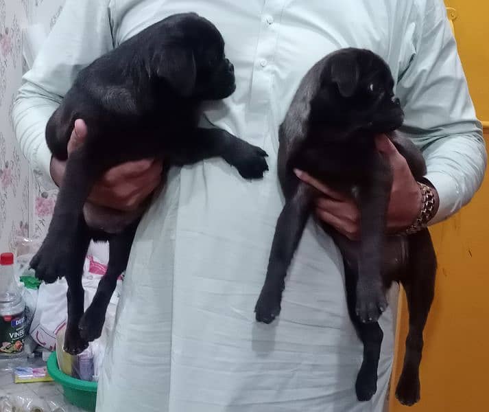 Pug Dogs for sale in pair 1