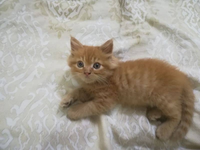 Punch Face Persian Ginger Kitten Vaccinated Healthy, Active & Trained 1