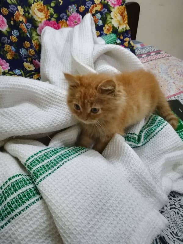 Punch Face Persian Ginger Kitten Vaccinated Healthy, Active & Trained 2