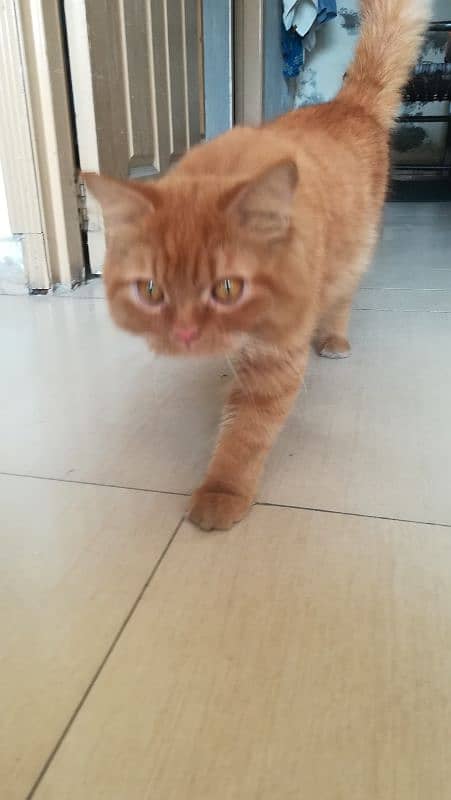 Punch Face Persian Ginger Kitten Vaccinated Healthy, Active & Trained 6