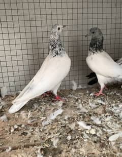 Super quality Pigeons Teddy and Sialkoti breeds