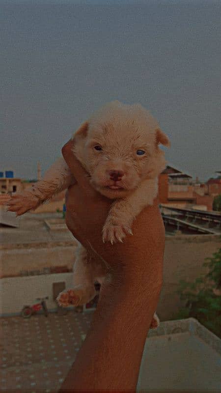 poodle female with babies 10