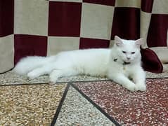 Persian cat male full active vaccination compilte hai