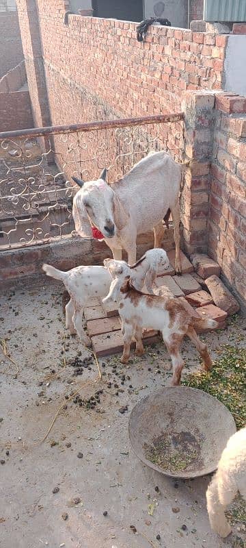 Teddy goat with 2 bachy very cheap price my 1