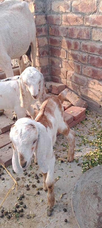 Teddy goat with 2 bachy very cheap price my 2