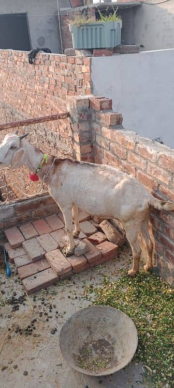 Teddy goat with 2 bachy very cheap price my 4