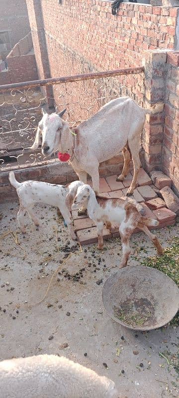 Teddy goat with 2 bachy very cheap price my 5