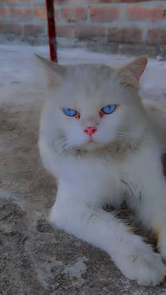 Male persian cat for sale beautiful cat blue eyes