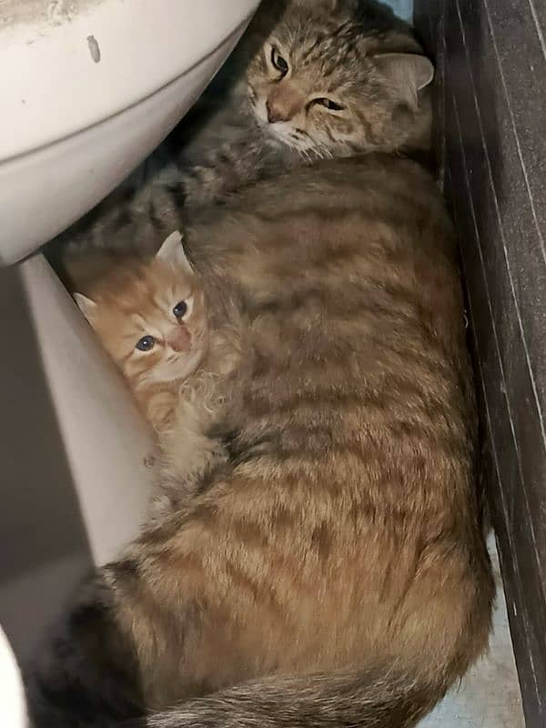 brown Persian cubs 0