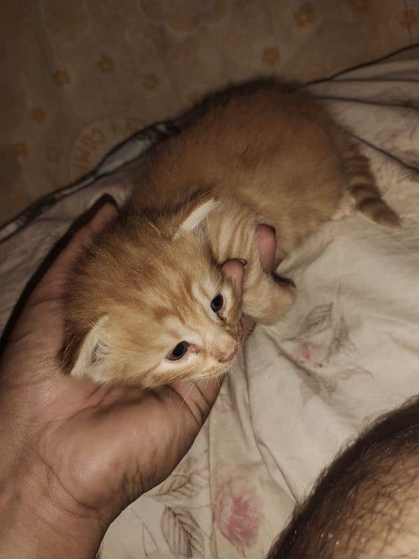 brown Persian cubs 1