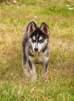 2.5 month Husky.