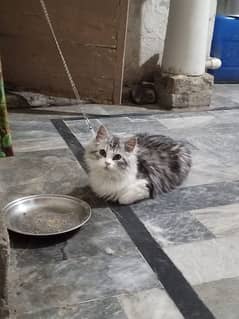 Most beautiful Russian Cat Age 1 year vaccinated contact 03230070670