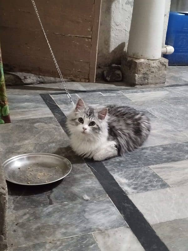 Most beautiful Russian Cat Age 1 year vaccinated contact 03230070670 0