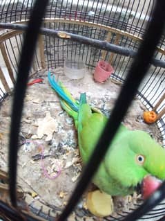 female Green parrot