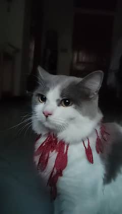 Male Persion beutiful cat