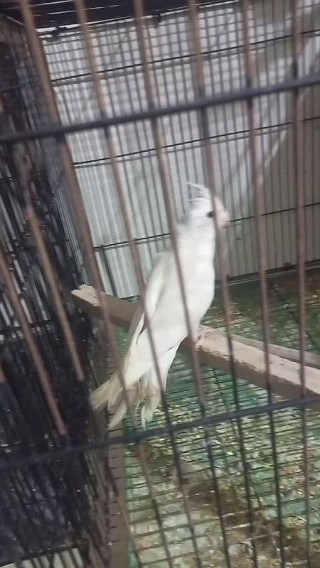 Eno cocktail n common white n white Java breeder fair available 0