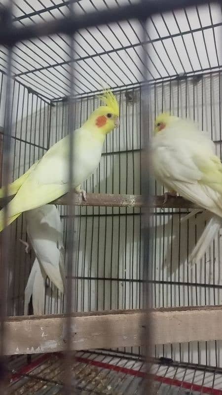 Eno cocktail n common white n white Java breeder fair available 1