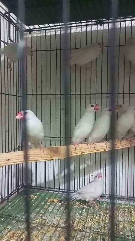 Eno cocktail n common white n white Java breeder fair available 2