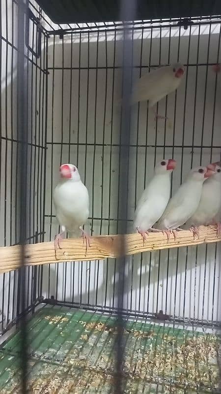 Eno cocktail n common white n white Java breeder fair available 3