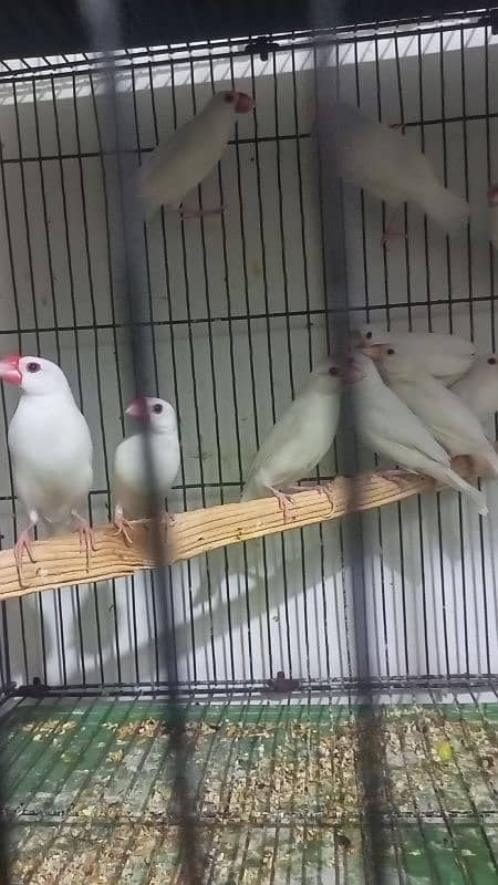 Eno cocktail n common white n white Java breeder fair available 4