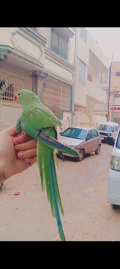 Green Parrot