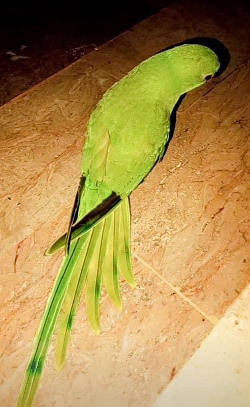 Green Parrot 2