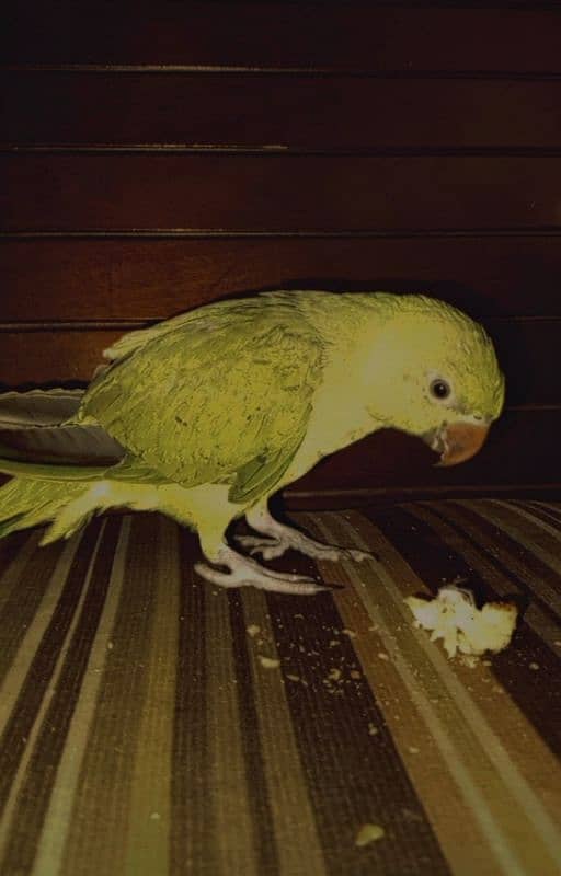 Green Parrot 4