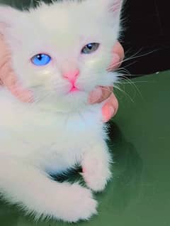 Double Coated Persian Kittens For Sale