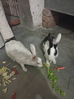 couples rabits