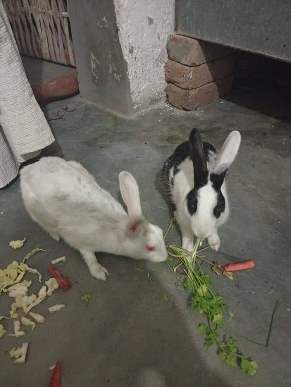 couples rabits 0