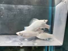 White Molly Fish