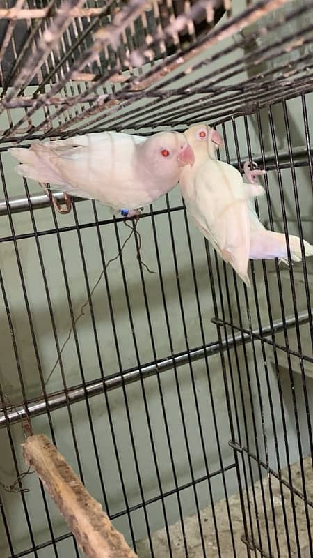 Albino red eye parrots   breader pair good size and colour 030848614O7 0