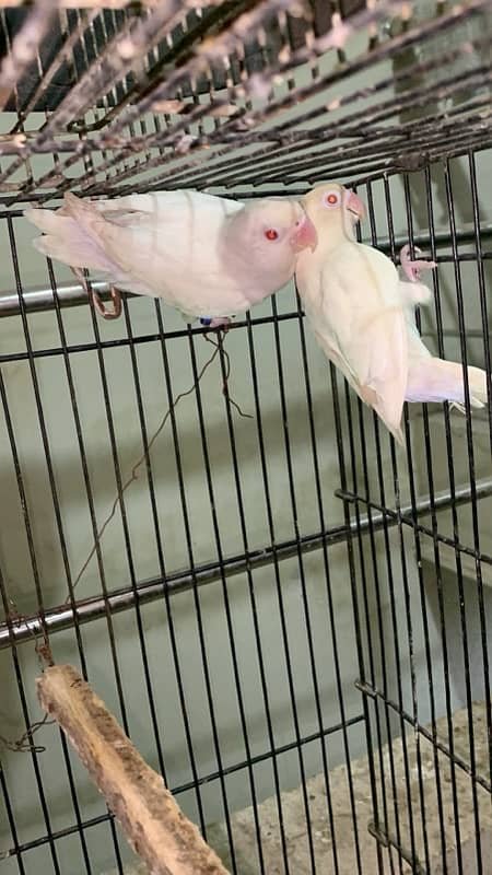 Albino red eye parrots   breader pair good size and colour 030848614O7 1