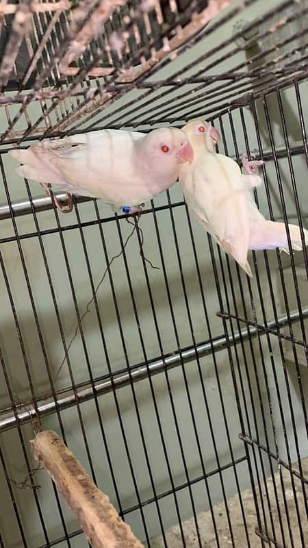 Albino red eye parrots   breader pair good size and colour 030848614O7 2