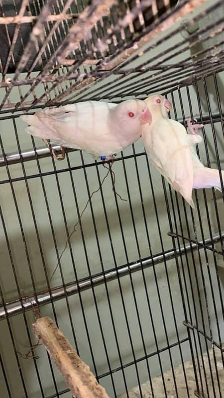 Albino red eye parrots   breader pair good size and colour 030848614O7 3