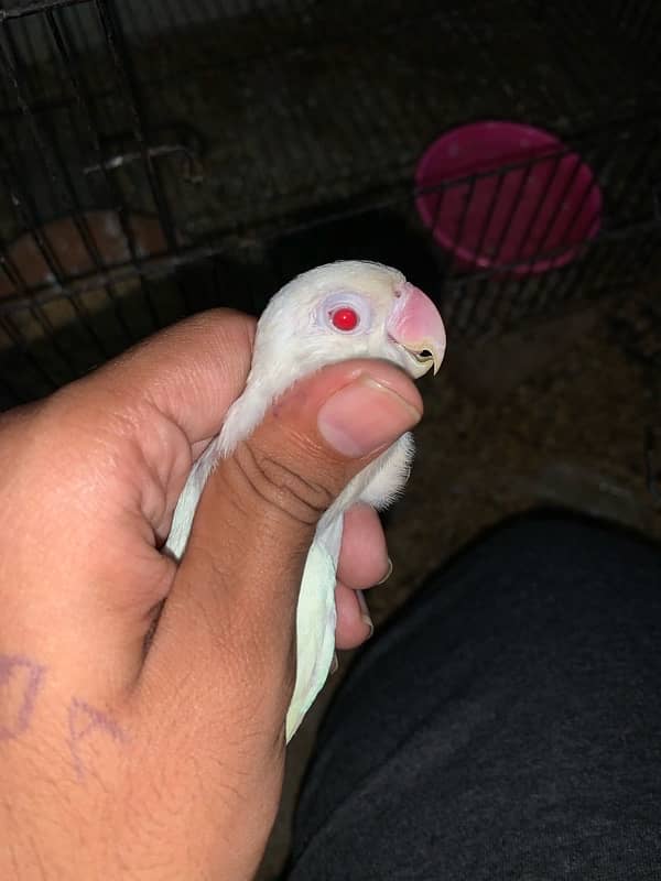 Albino red eye parrots   breader pair good size and colour 030848614O7 4