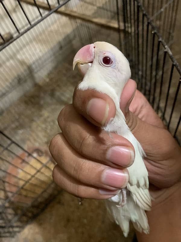 Albino red eye parrots   breader pair good size and colour 030848614O7 5