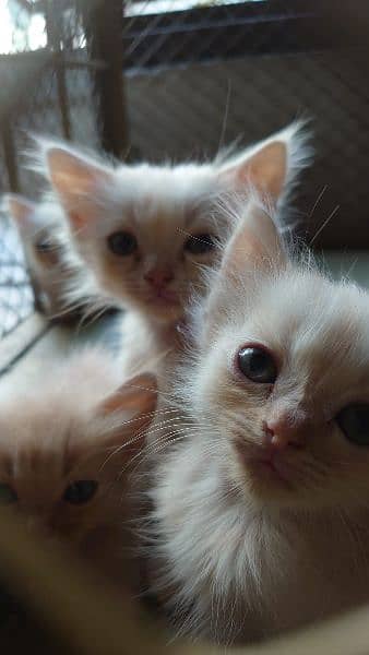 Persian cat babies for sail 2