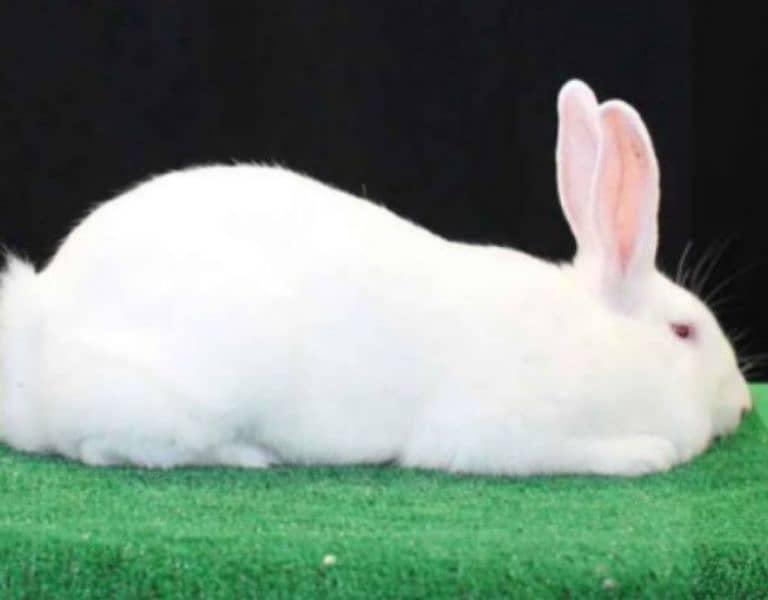 white Zealand rabbit 03224186572 0