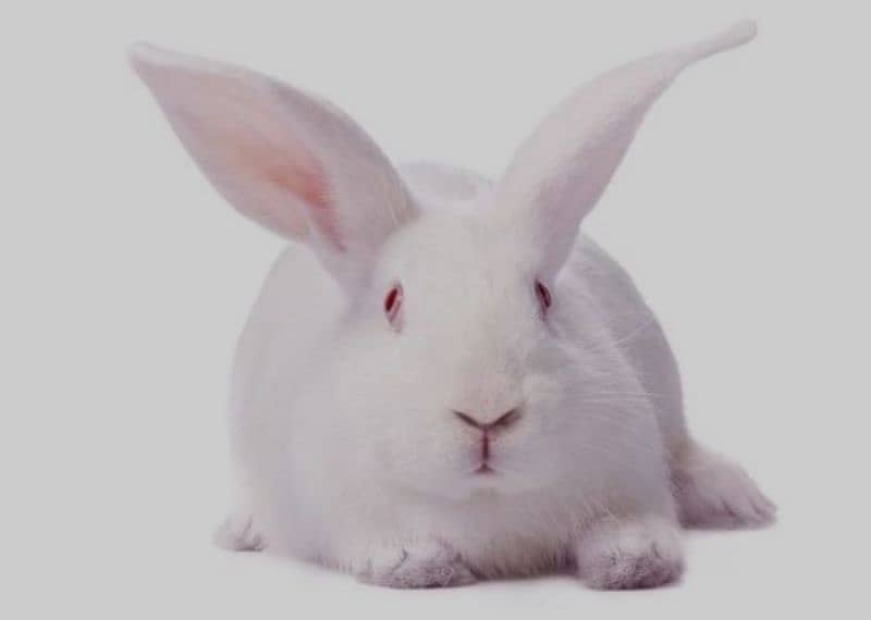 white Zealand rabbit 03224186572 1