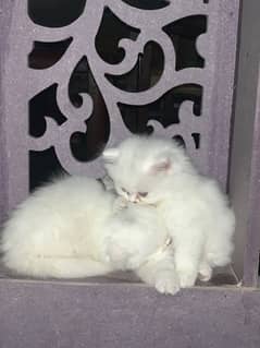 Persian Kittens | blue Eyes|