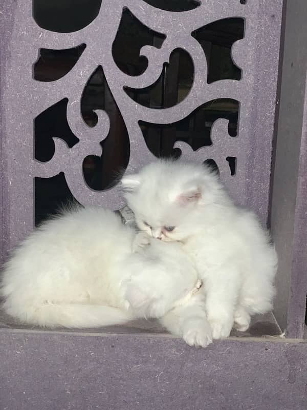 Persian Kittens | blue Eyes| 0