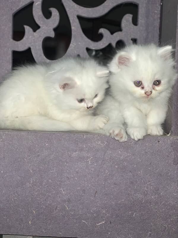 Persian Kittens | blue Eyes| 1