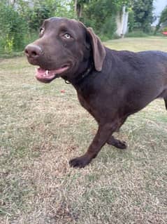 Labrador Male