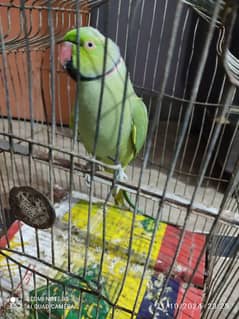 Parrot for Sell , talking Parrot and hand tampered.