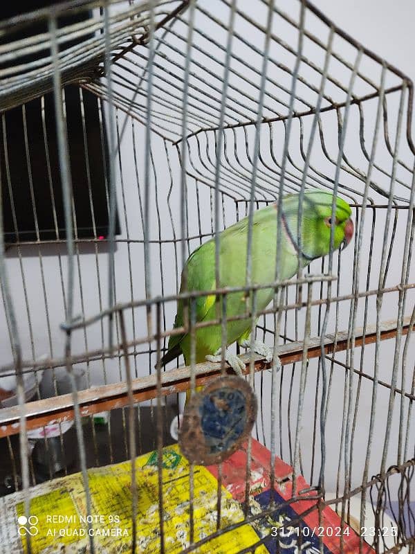 Parrot for Sell , talking Parrot and hand tampered. 1