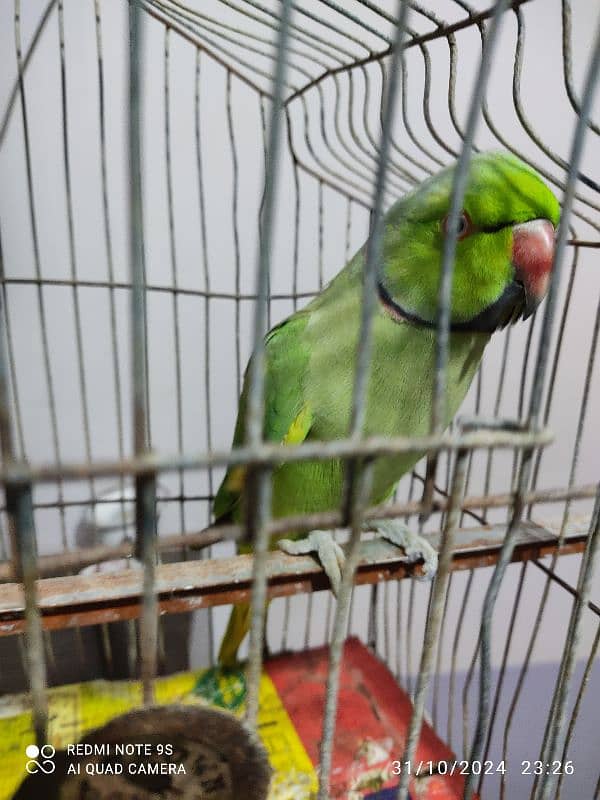 Parrot for Sell , talking Parrot and hand tampered. 2